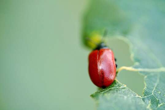 Image of Chrysomela populi