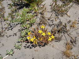 Image of Crassula dichotoma L.