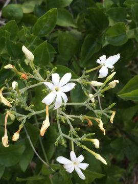 Image of <i>Jasminum fluminense</i>