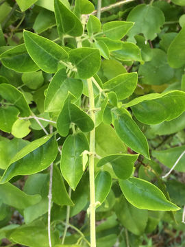 Image of <i>Jasminum fluminense</i>