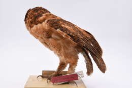 Image of Minahassa Barn Owl