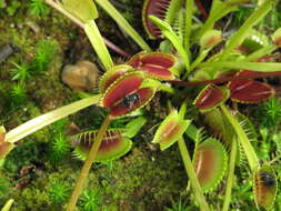 Image of Dionaea