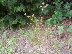 Image of <i>Juncus marginatus</i>