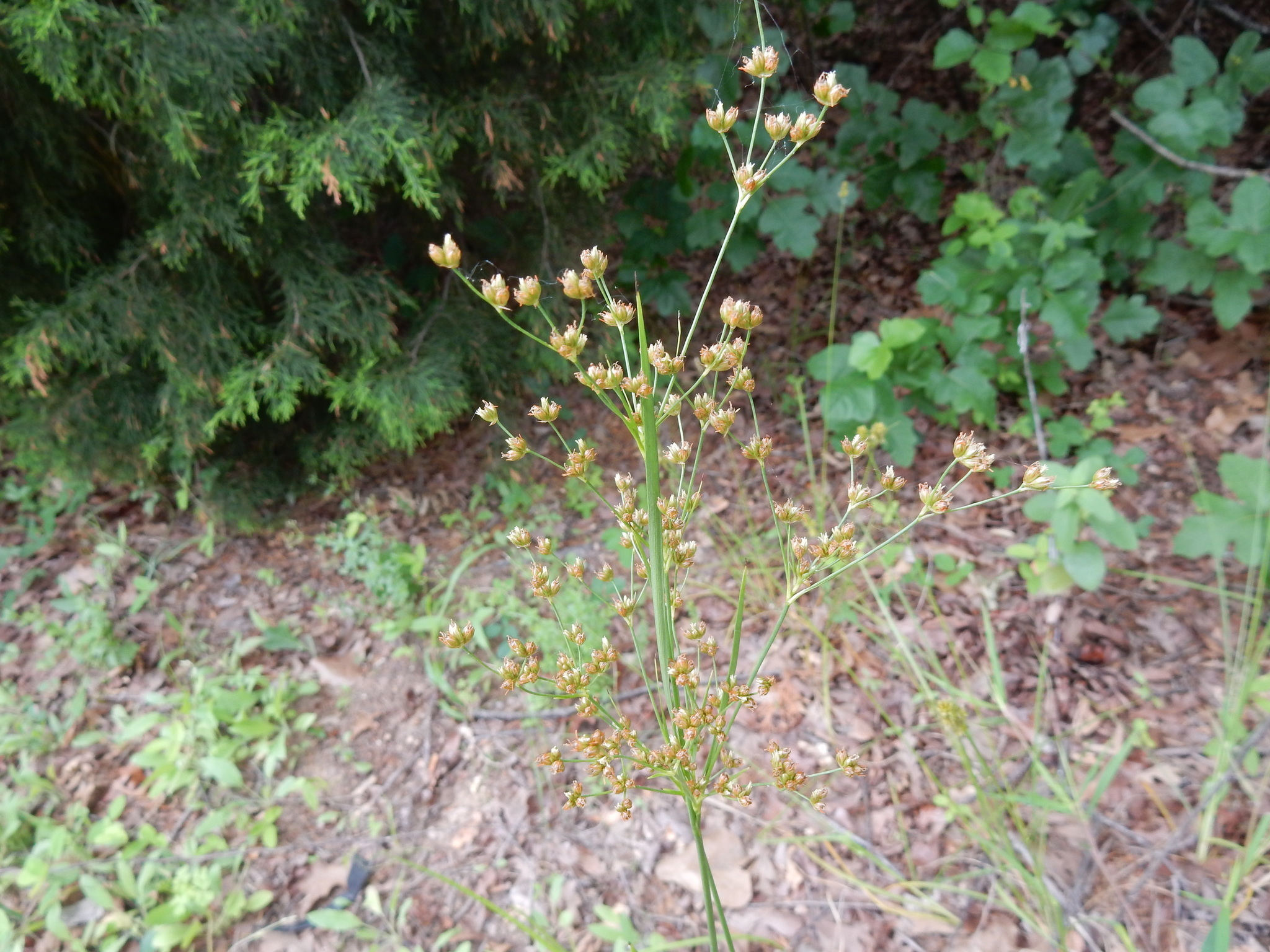 Image of <i>Juncus marginatus</i>