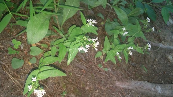 Image of <i>Houstonia <i>purpurea</i></i> purpurea