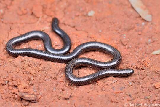 Image of Slender blind snakes