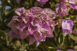 Слика од Bougainvillea