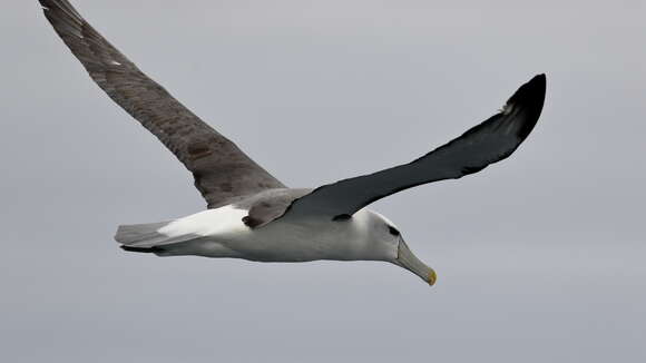 Image de Albatros à cape blanche