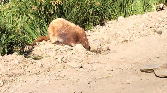 Image of Olympic Marmot