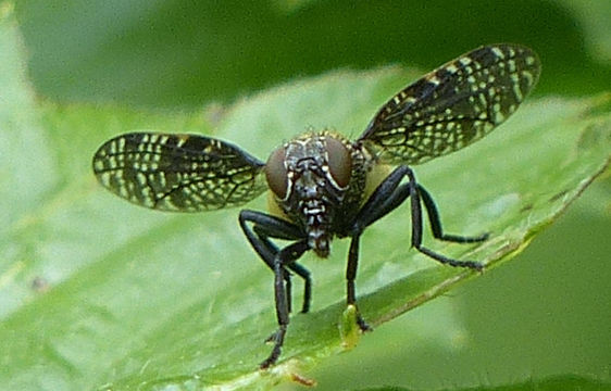Image of Fly