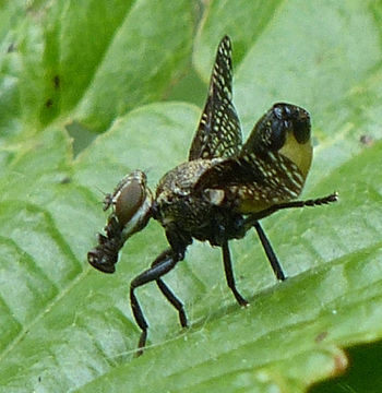 Image of Fly