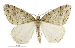 Image of Pseudocoremia rudisata Walker 1862