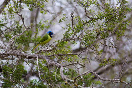 Image of Green Jay