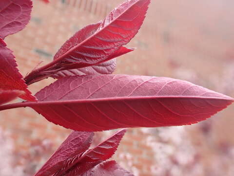 Image of Prunus × cistena