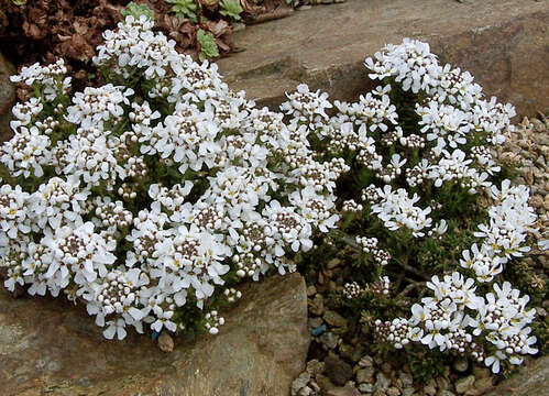 Plancia ëd Iberis saxatilis L.