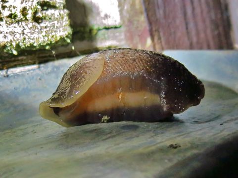 Image of ash-black slug