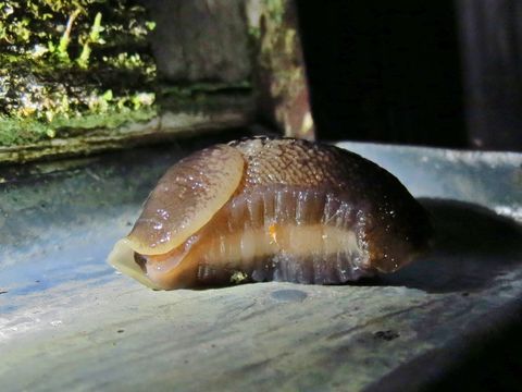 Image of ash-black slug