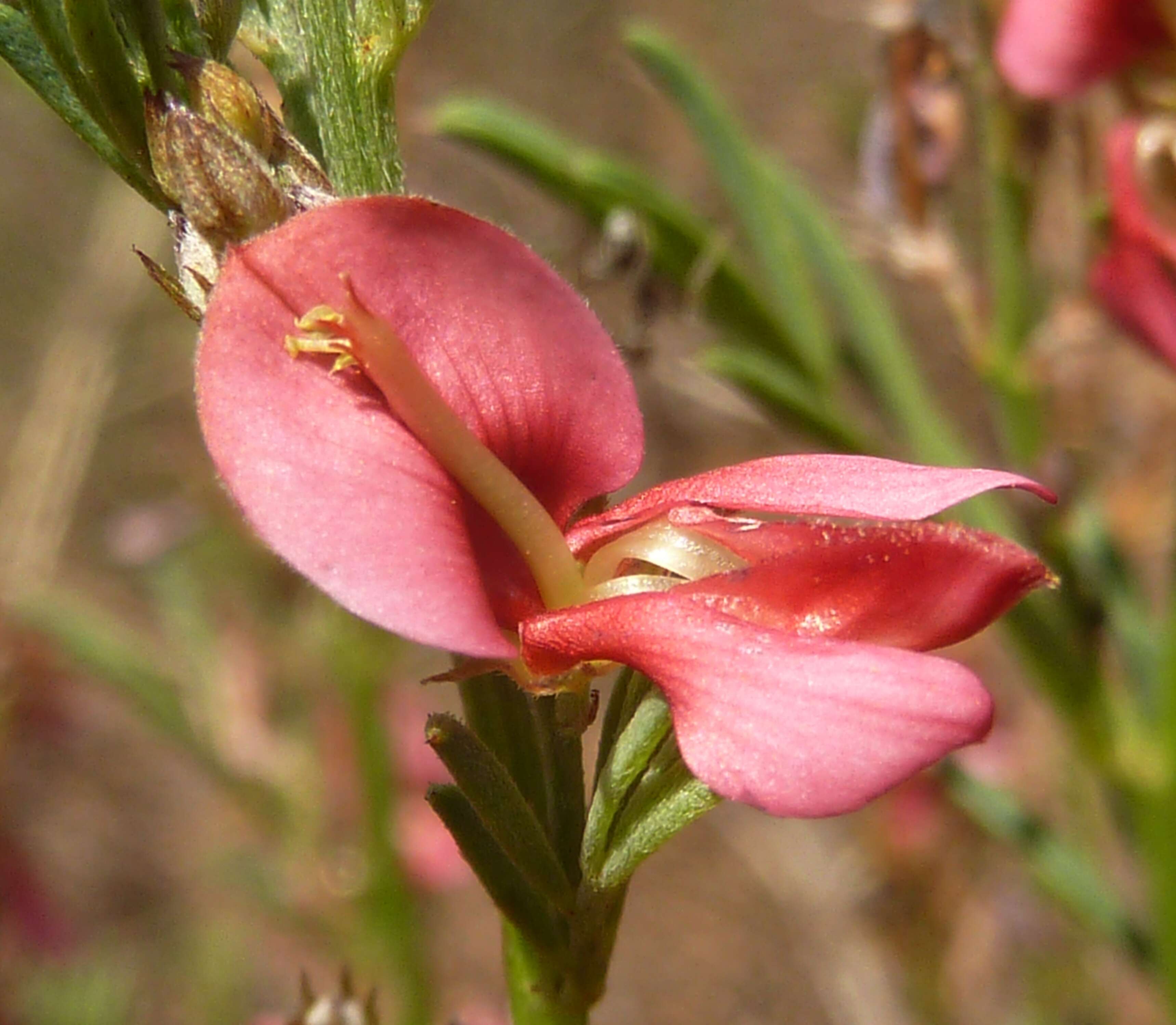 Indigofera hilaris Eckl. & Zeyh.的圖片