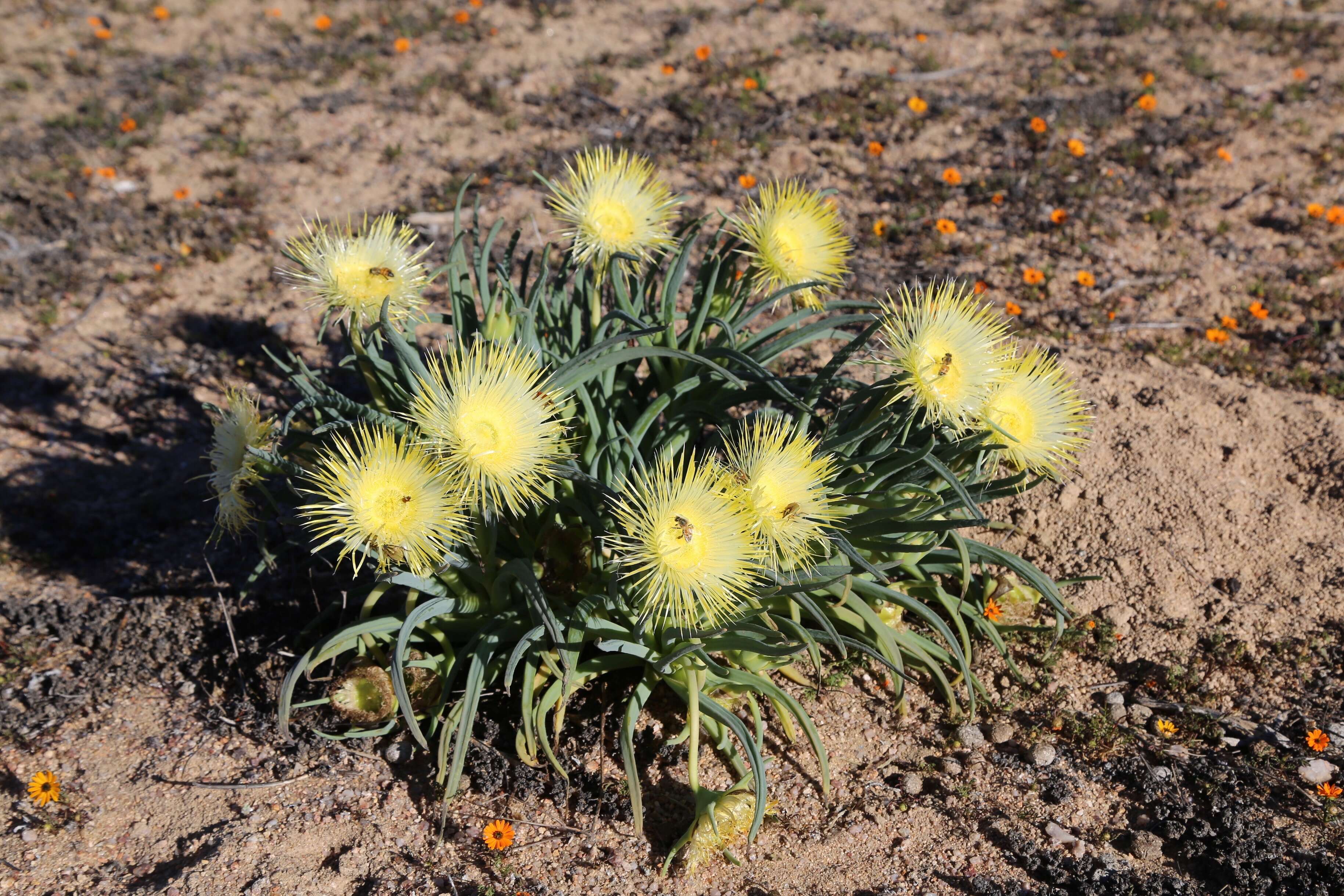 Imagem de Conicosia elongata (Haw.) Schwant.