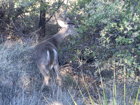 18.https www inaturalist org photos 3838789.580x360