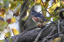 Image of Eastern Towhee