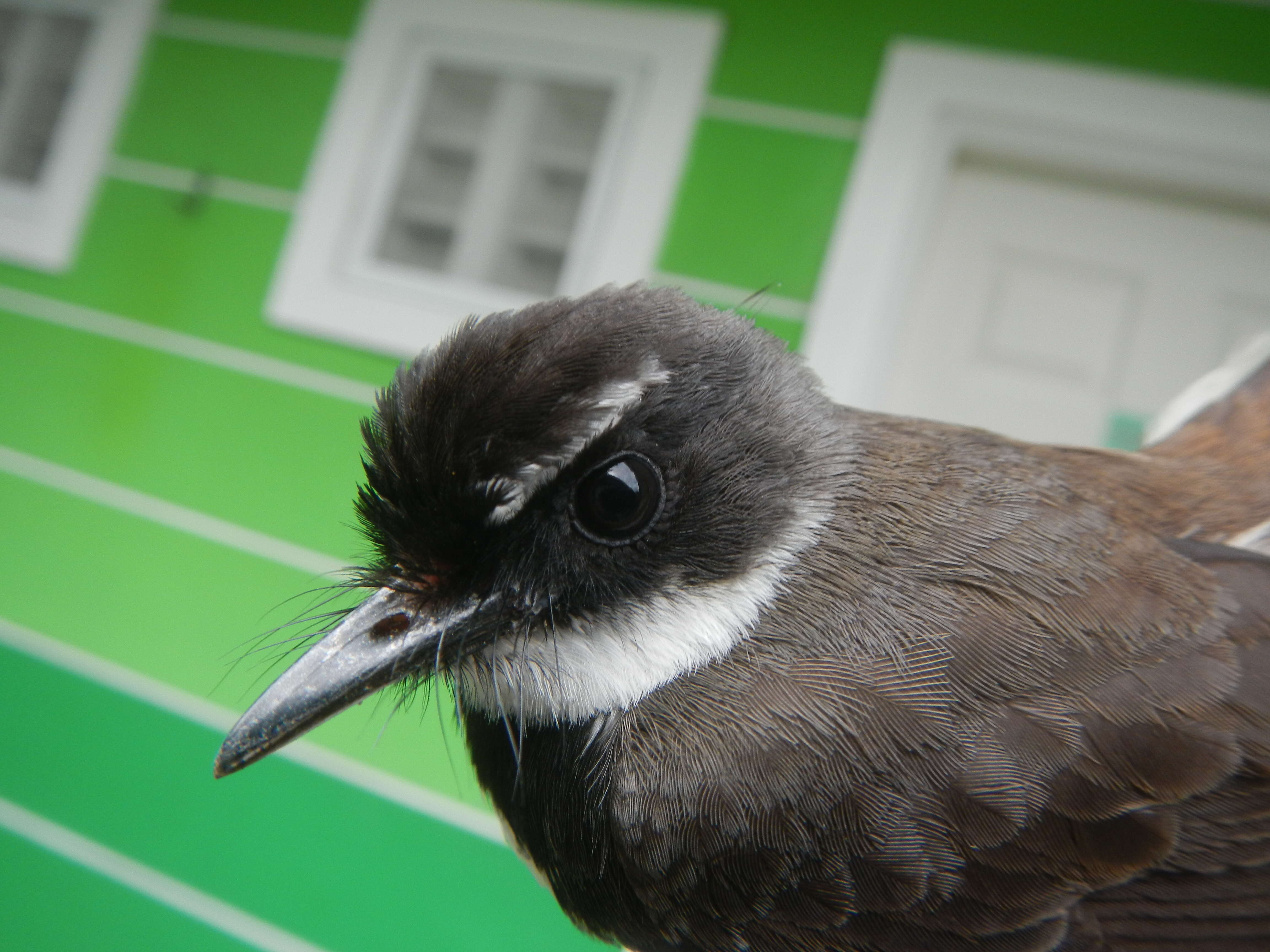 Image of Philippine Pied Fantail