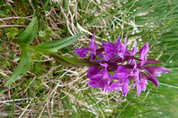 Image of Narrow-leaved marsh-orchid