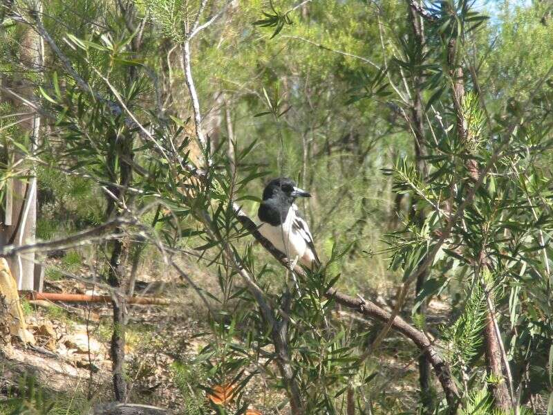 Image of Pied Butcherbird