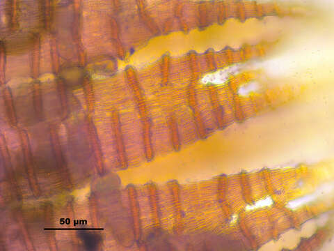 Image of oncophorus moss