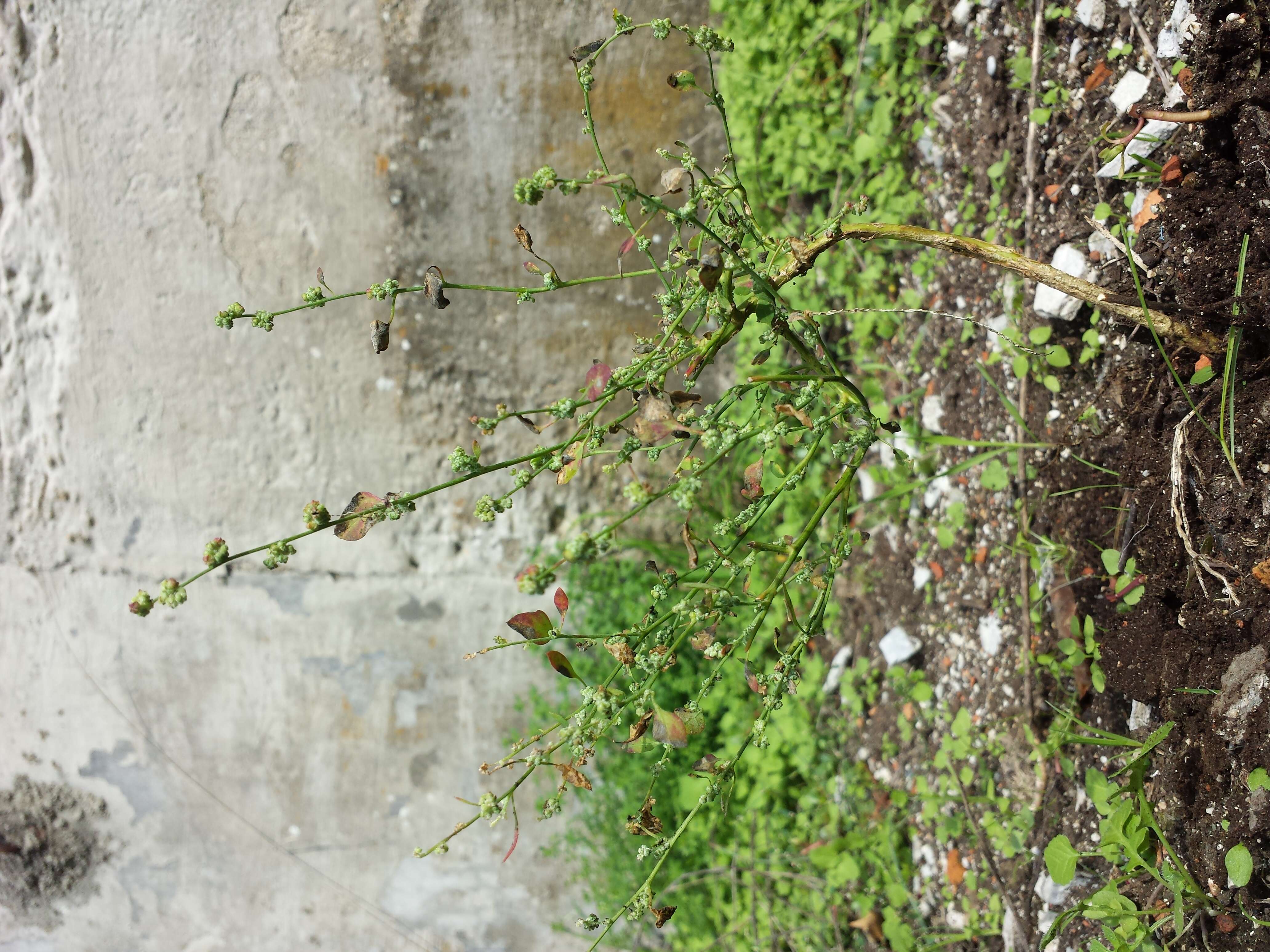 Image of Grey Goosefoot