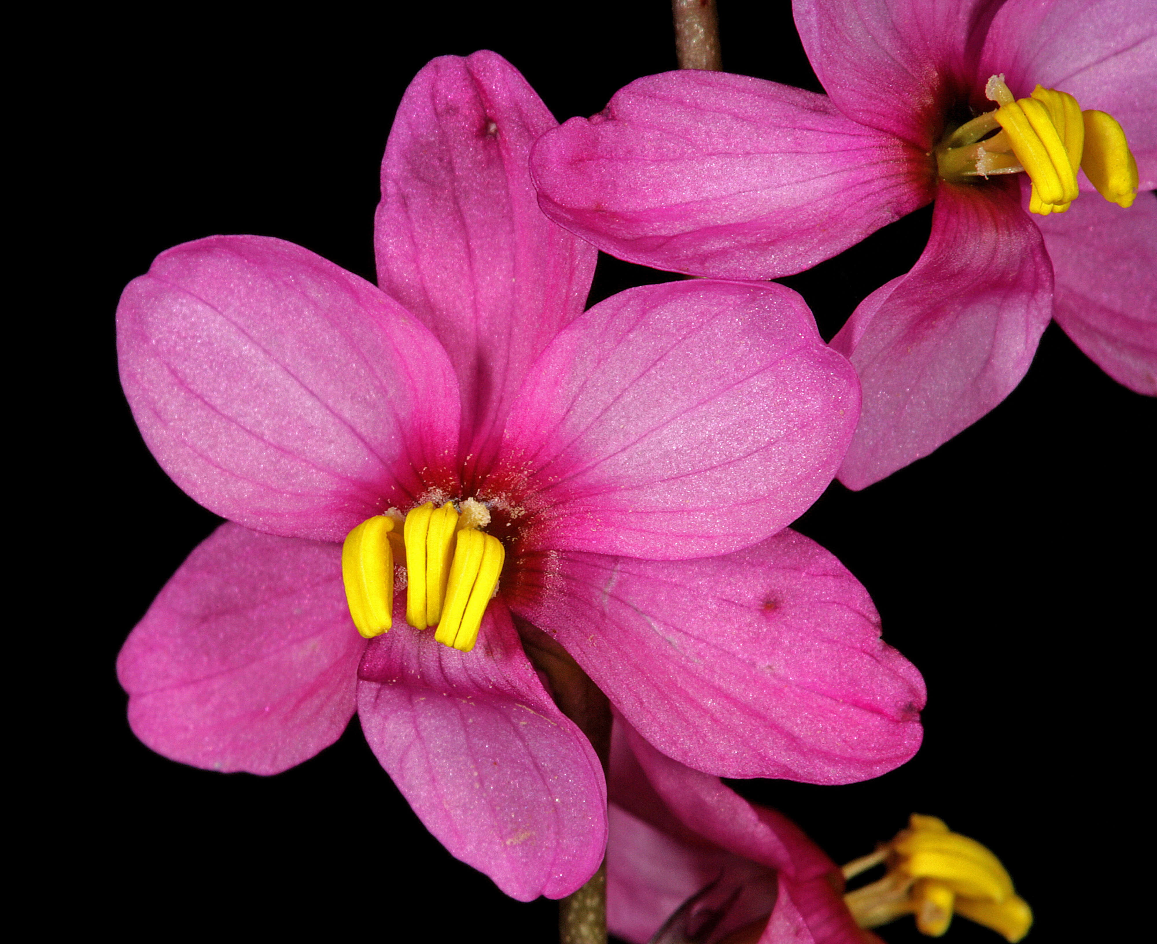 Image de Ixia scillaris L.