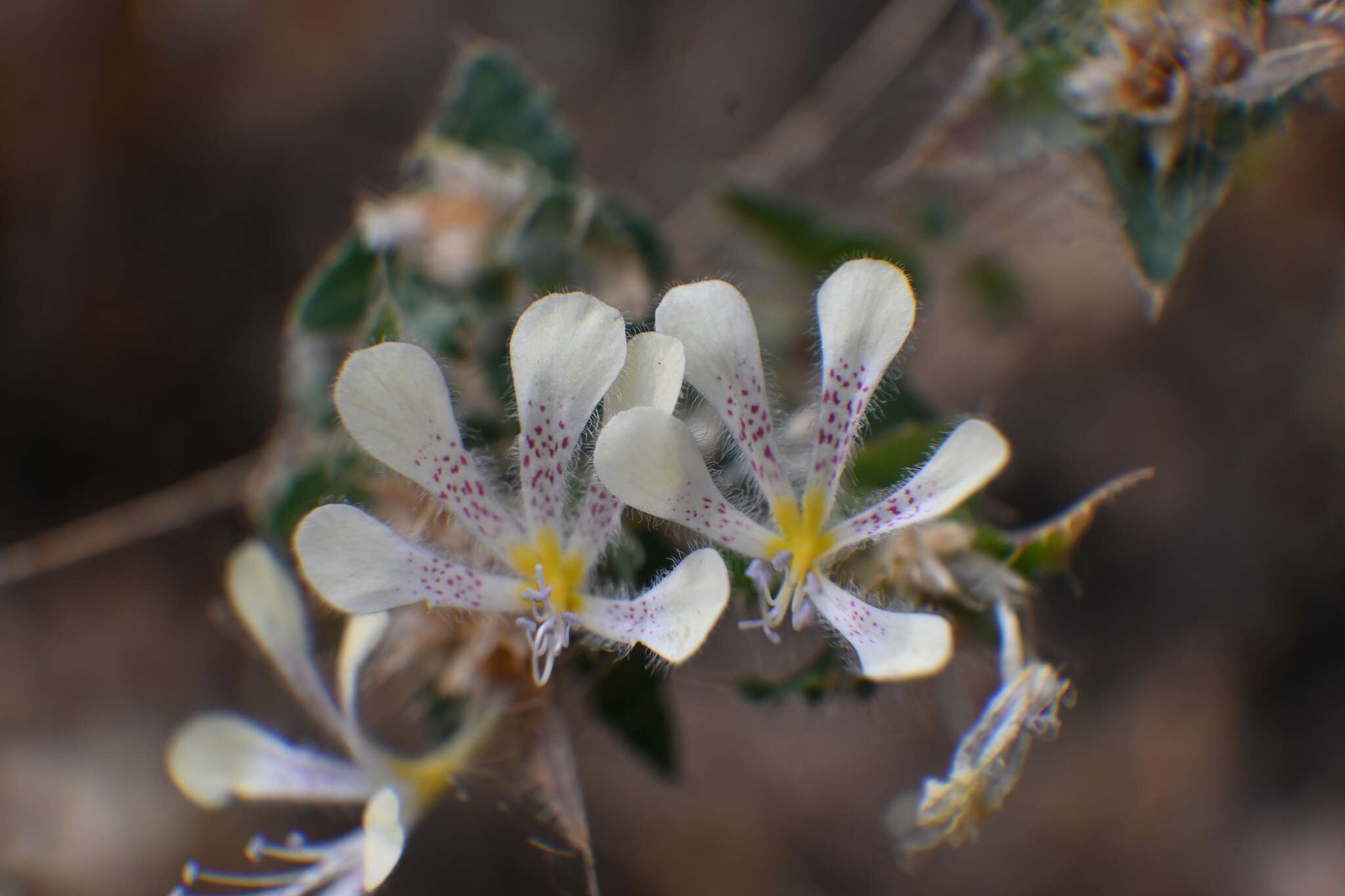 Image of false calico