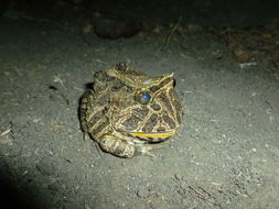 Image of Venezuelan Horned Frog