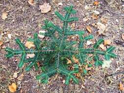 Image of Japanese Nutmeg Tree