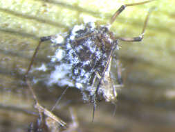 Image of Banana aphid