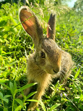 Lepus nigricollis F. Cuvier 1823 resmi