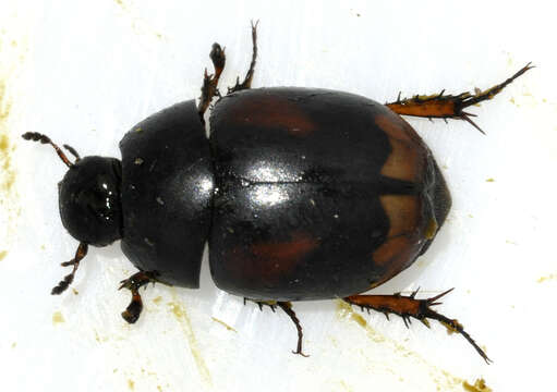 Image of Dung beetle