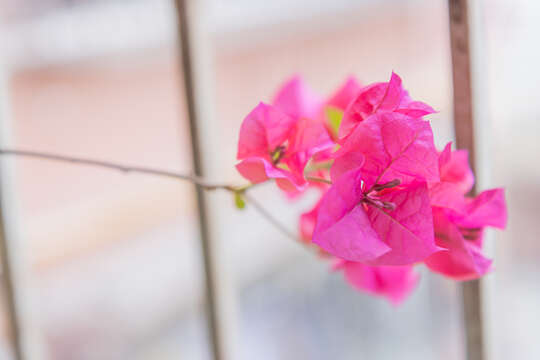 Слика од Bougainvillea