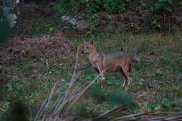 Image of golden jackal