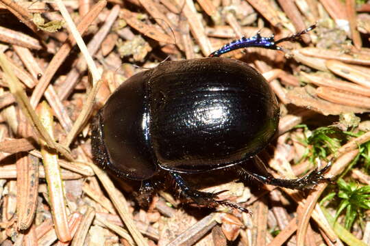 Слика од Anoplotrupes