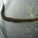 Image of New guinea flatworm