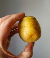 Image de patate