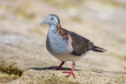 Image of Bar-shouldered Dove