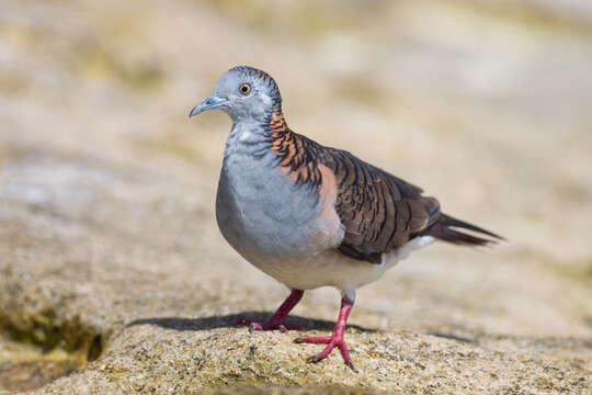 Image of Bar-shouldered Dove