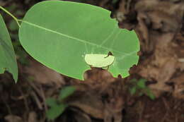 Слика од Dalbergia lanceolaria L. fil.