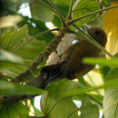 Image of Bamboo Woodpecker