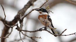 Image of Chinspot Batis