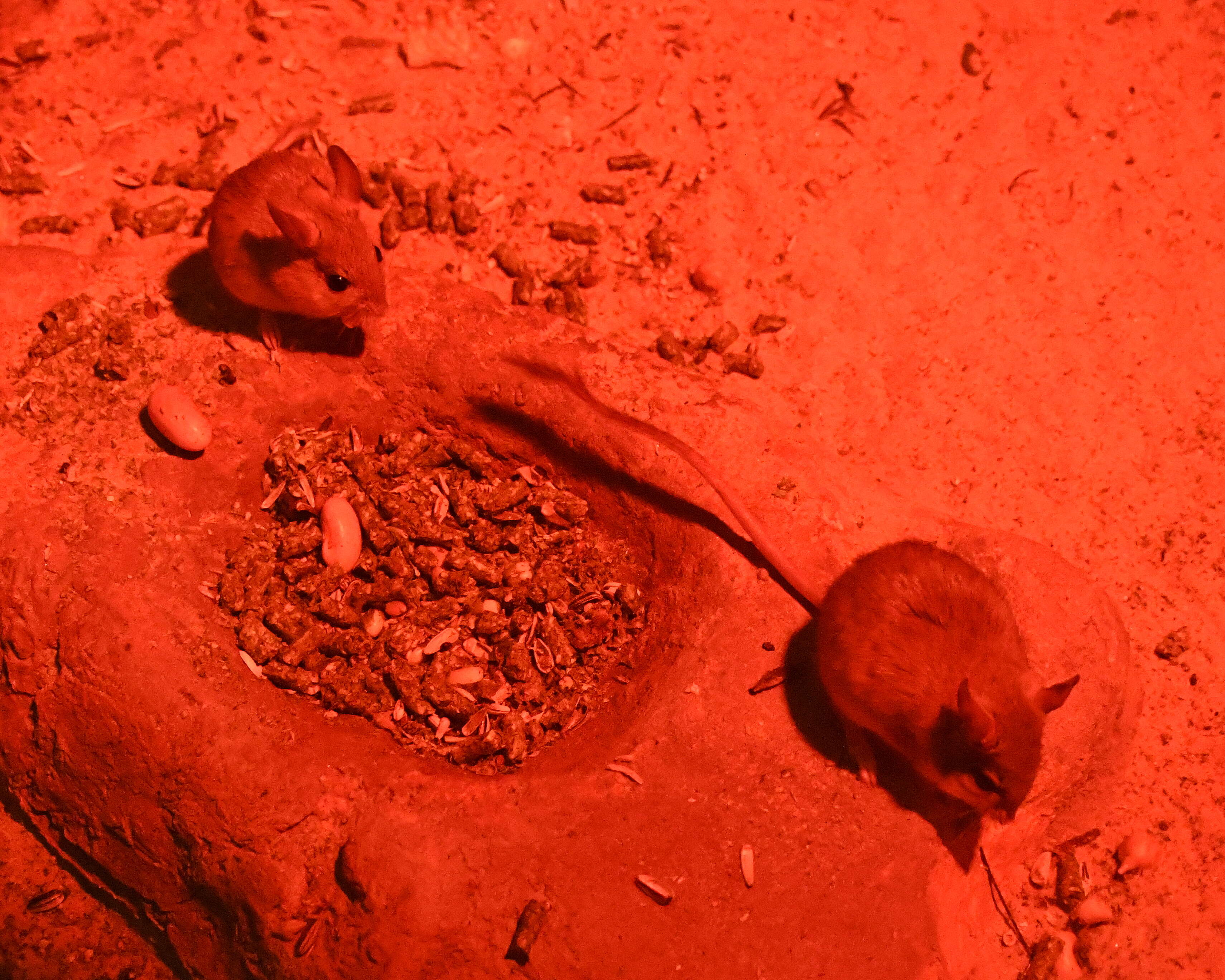 Image of Spinefex Hopping Mouse