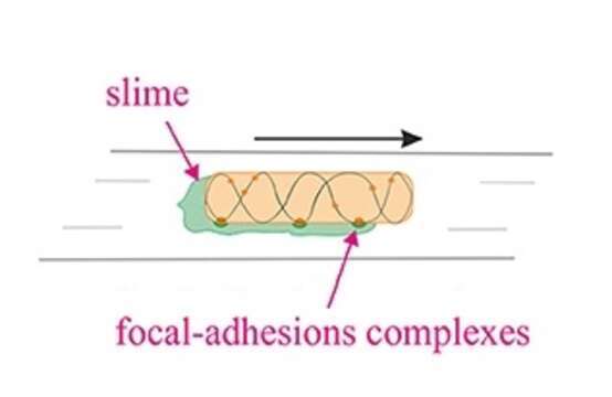 Image of Myxococcus xanthus