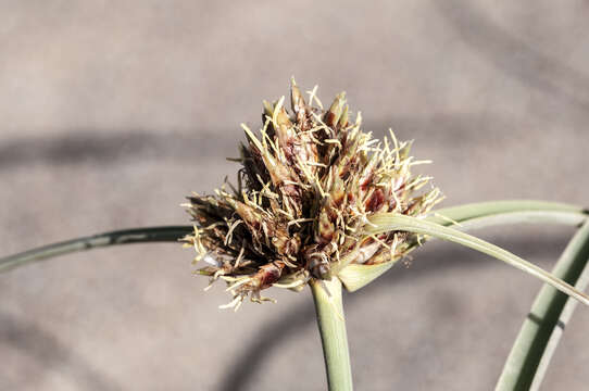 Image de Cyperus capitatus Vand.